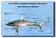 confrariacedeira001007