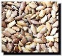 Coquina Coquina